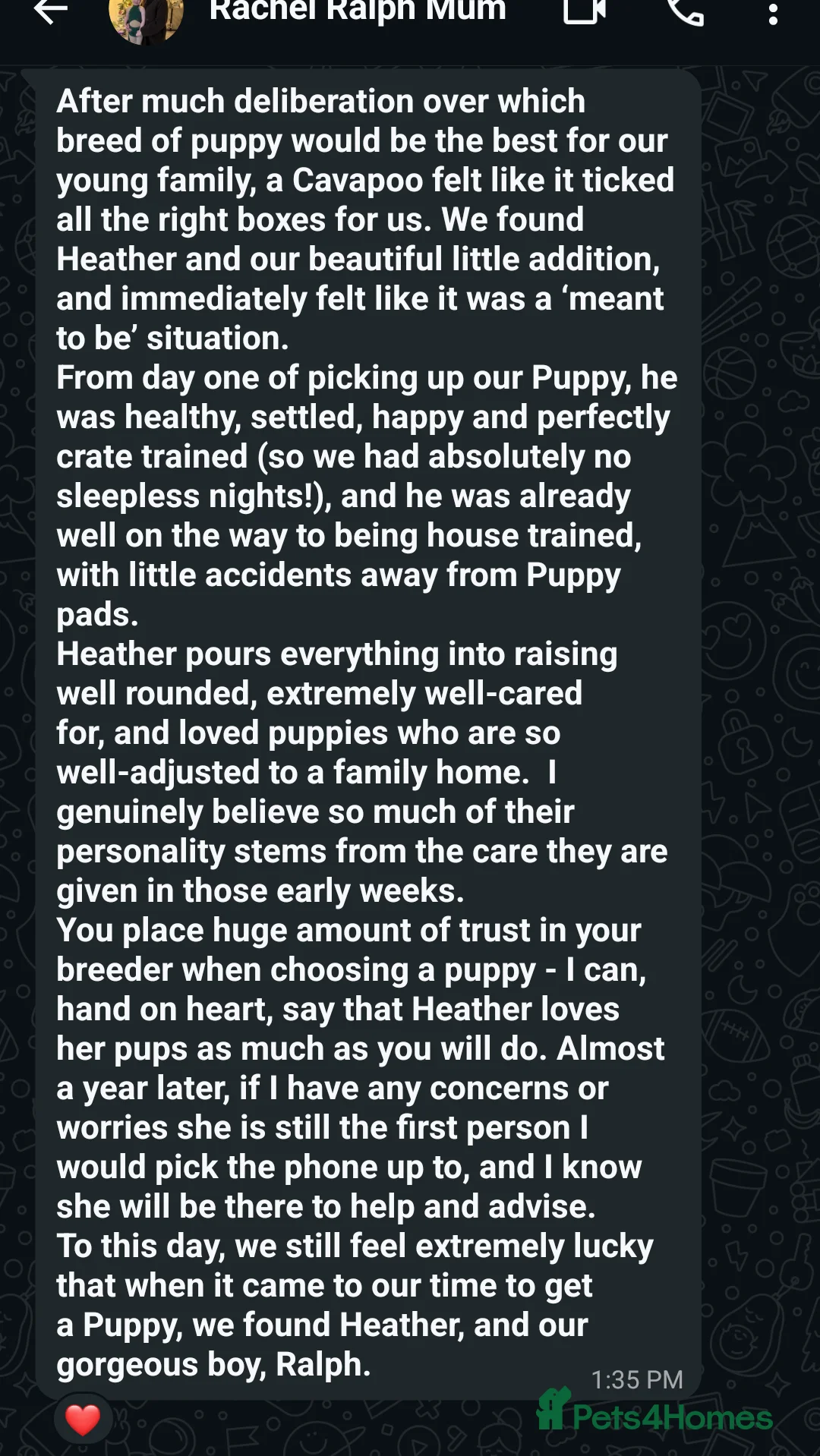 Cavapoo dogs for sale: Cavapoo Litter - Advert 4