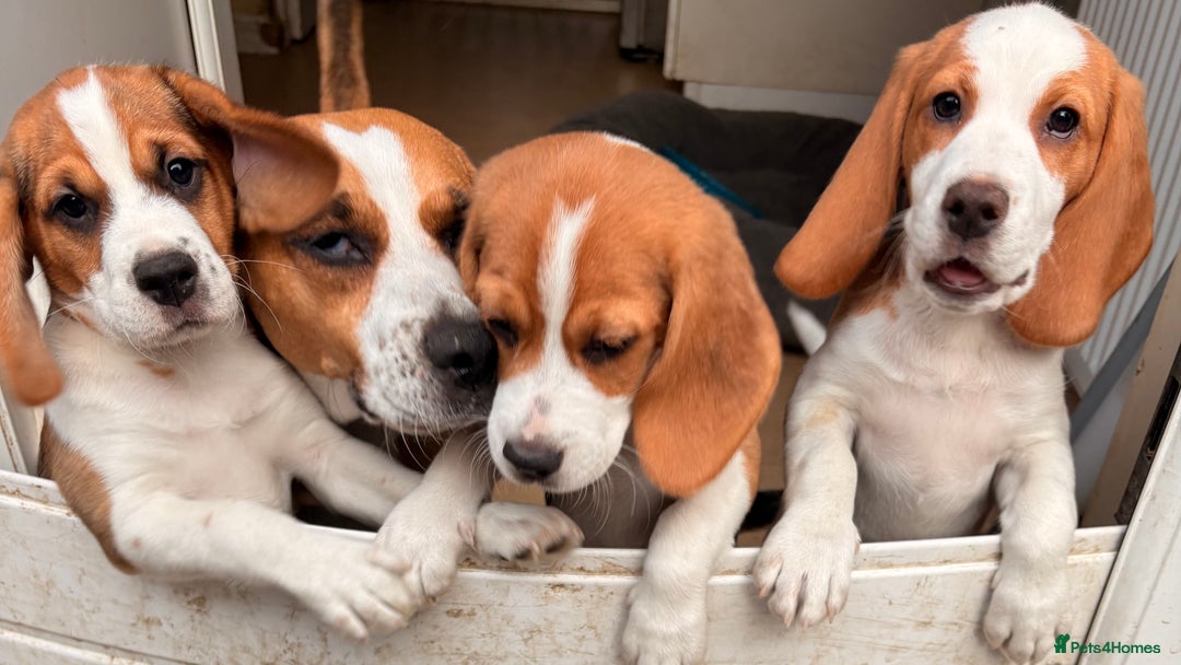 Beagle dogs for sale: 2 stunning Beagle Puppies, ready now in Sidcup - Image 37