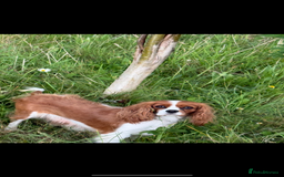 Cavalier King Charles Spaniel dogs for sale: King Charles spaniel puppies  - Advert 1