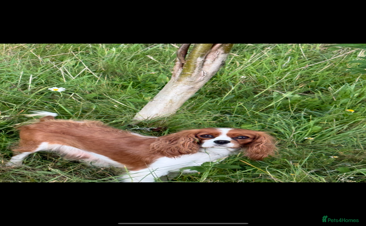 Cavalier King Charles Spaniel dogs King Charles spaniel puppies  - Advert 2