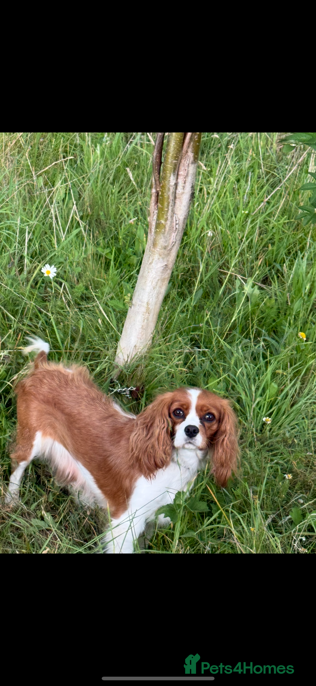 Cavalier King Charles Spaniel dogs for sale: King Charles spaniel puppies  - Advert 1