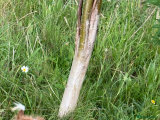 Cavalier King Charles Spaniel dogs King Charles spaniel puppies - Advert 2