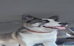 Huskita dogs for sale: Huskita to rehome  - Advert 2