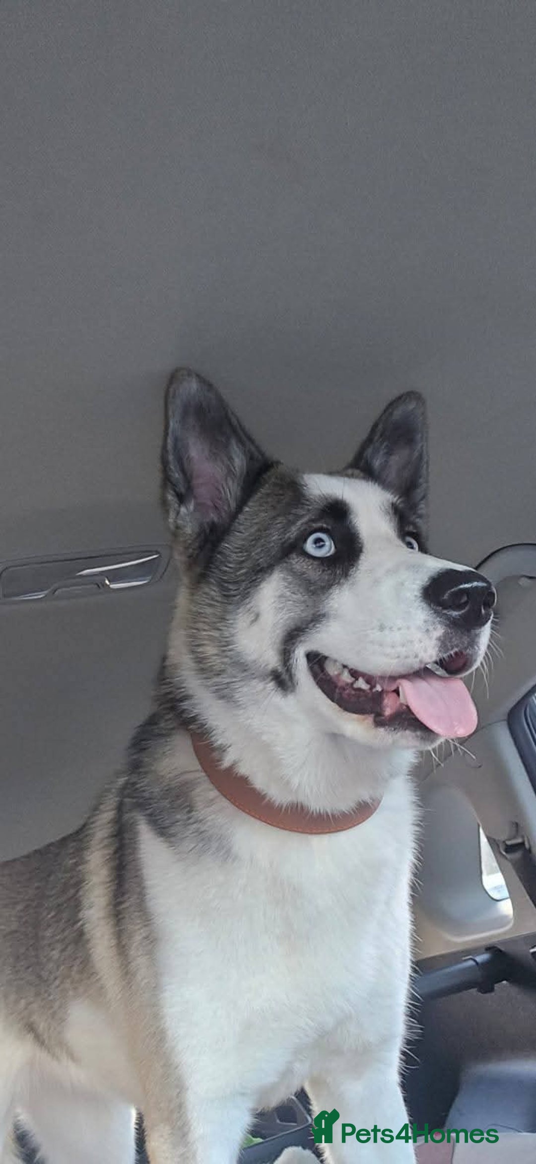 Huskita dogs for sale: Huskita to rehome  - Advert 2