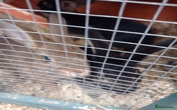 Mixed Breed rabbits for sale: 2 baby rabbits available  in Nottingham - Image 3