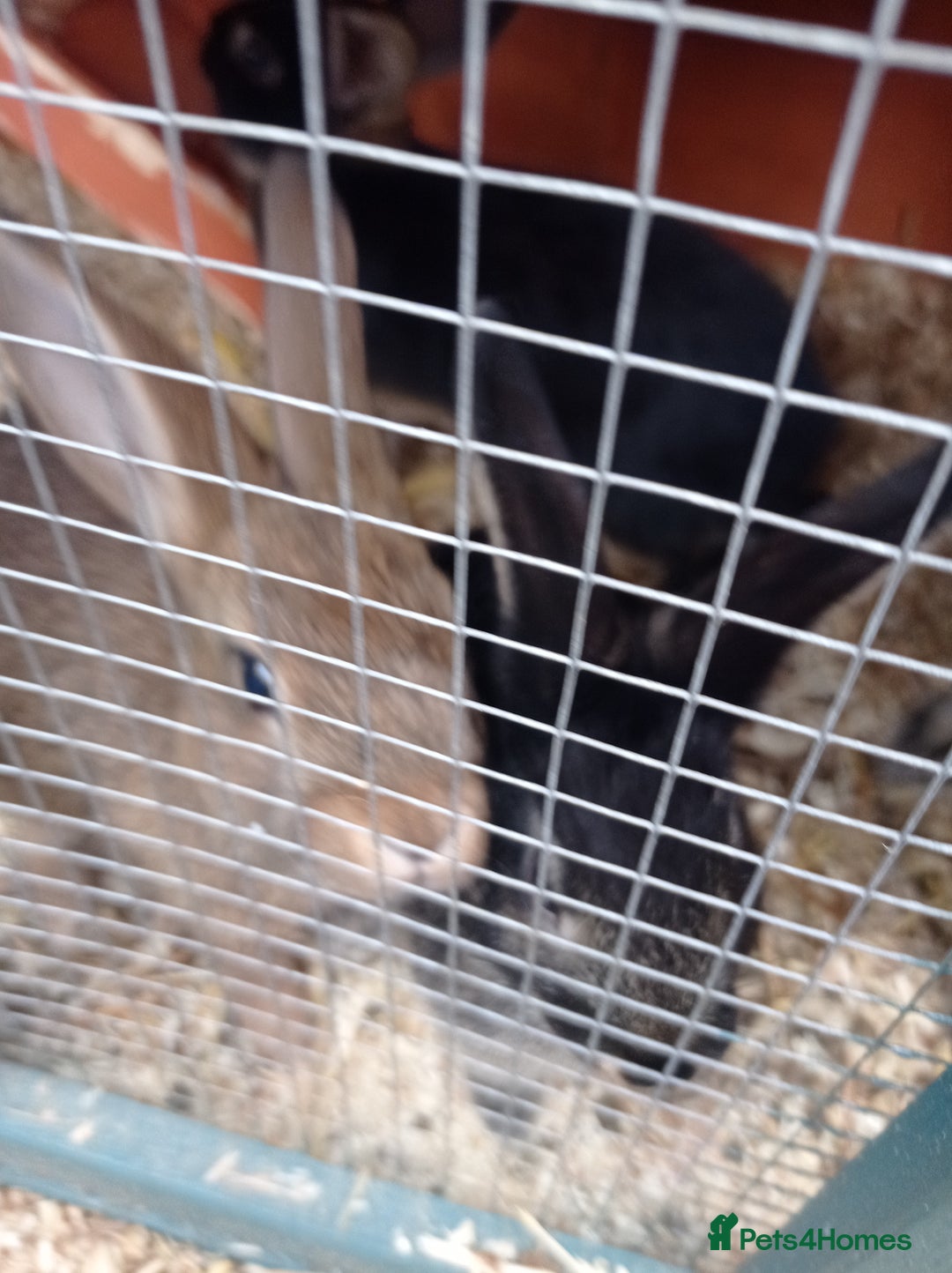 Mixed Breed rabbits for sale: 2 baby rabbits available  in Nottingham - Image 3
