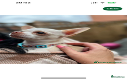 Chihuahua dogs for sale: Chihuahua puppy’s  - Image 6