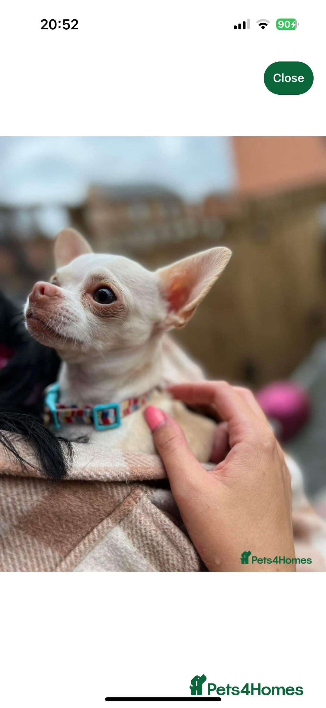 Chihuahua dogs for sale: Chihuahua puppy’s  - Image 6