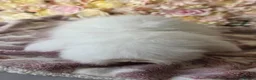 Angora rabbits for sale: Teddywidder bunnies - Advert 3