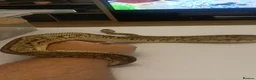 Python Snake reptiles for sale: Male, HGW, CLOWN, YB, PASTEL, H.MORAY - Advert 2