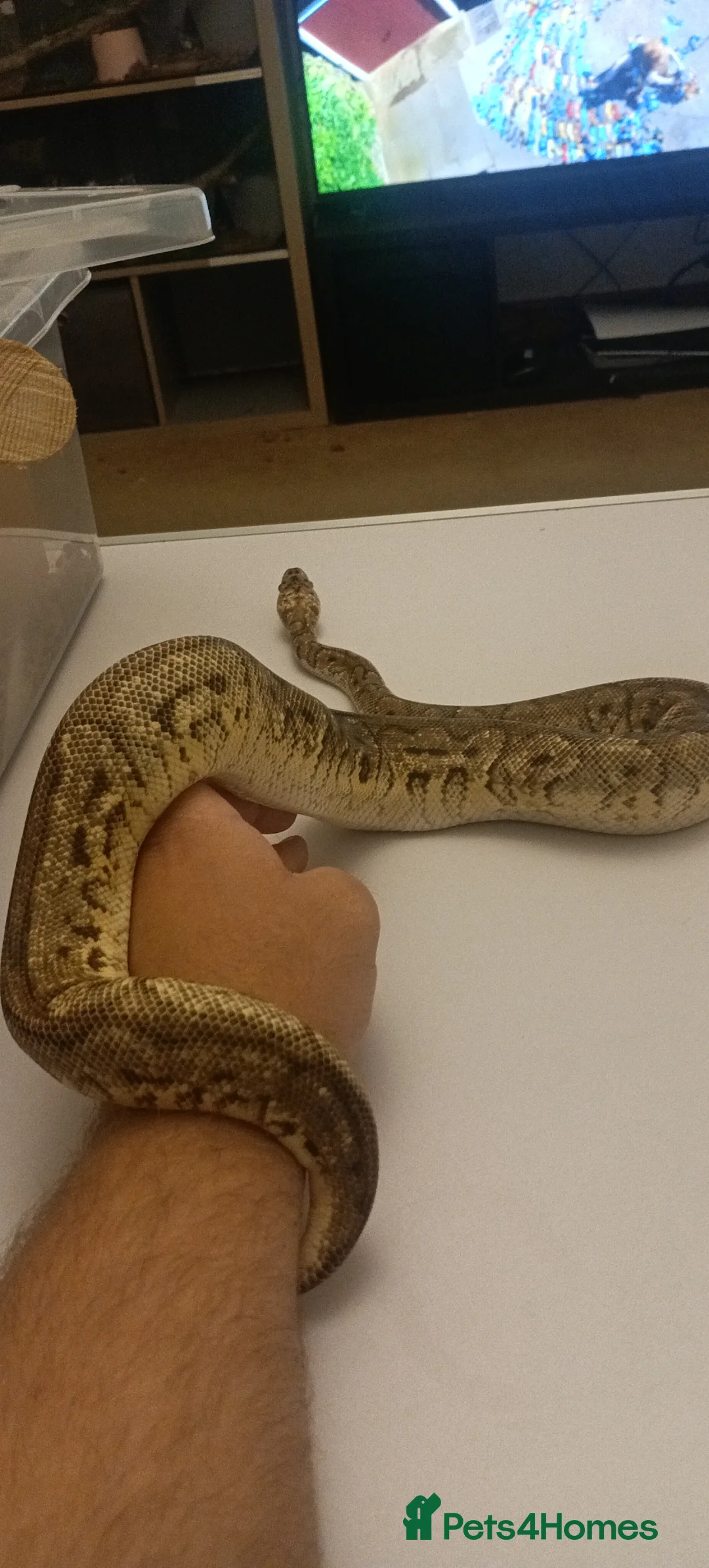 Python Snake reptiles for sale: Male, HGW, CLOWN, YB, PASTEL, H.MORAY - Advert 2