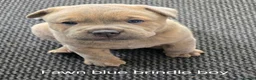 Mixed Breed dogs for sale: Chaffy babies - Advert 7