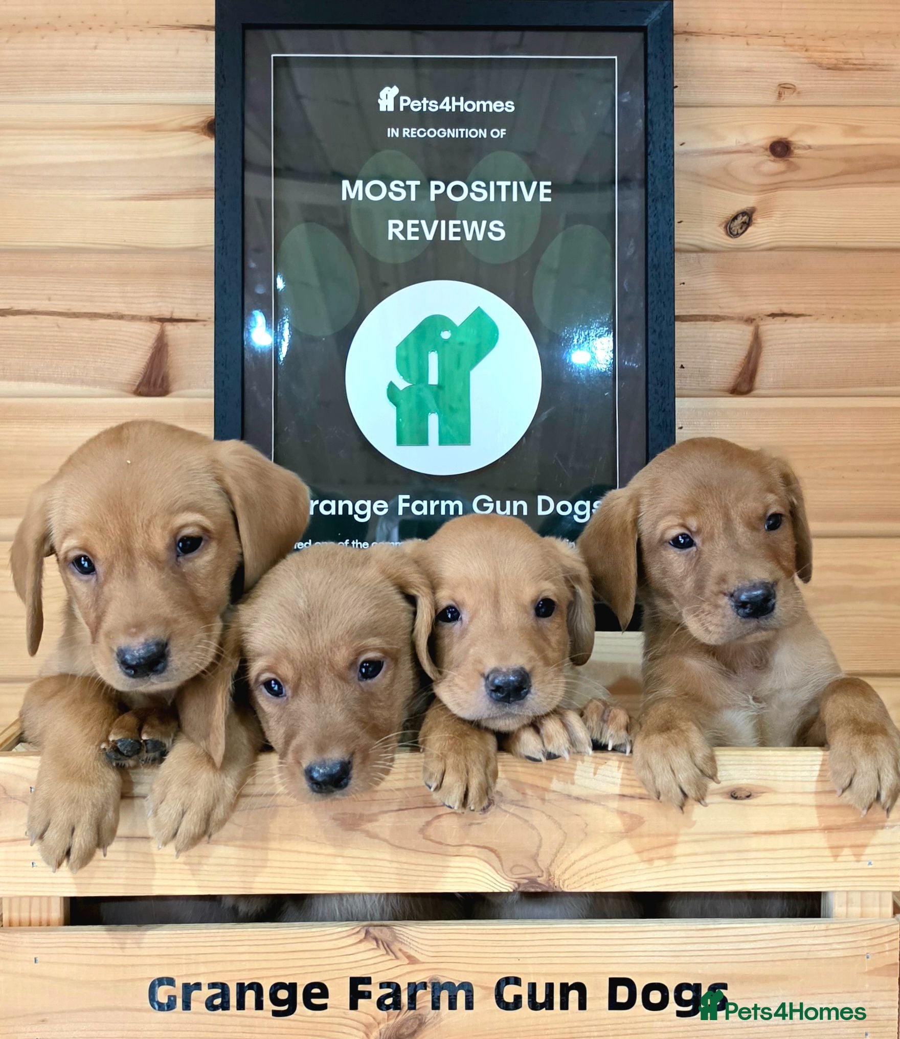 Labrador Retriever dogs 10 FOX RED KC LABS WITH HEALTH TESTED PARENTS - Advert 2