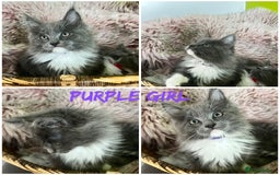 Maine Coon cats for sale: 5 Generation pedigree BLACK SMOKE kittens  - Image 13