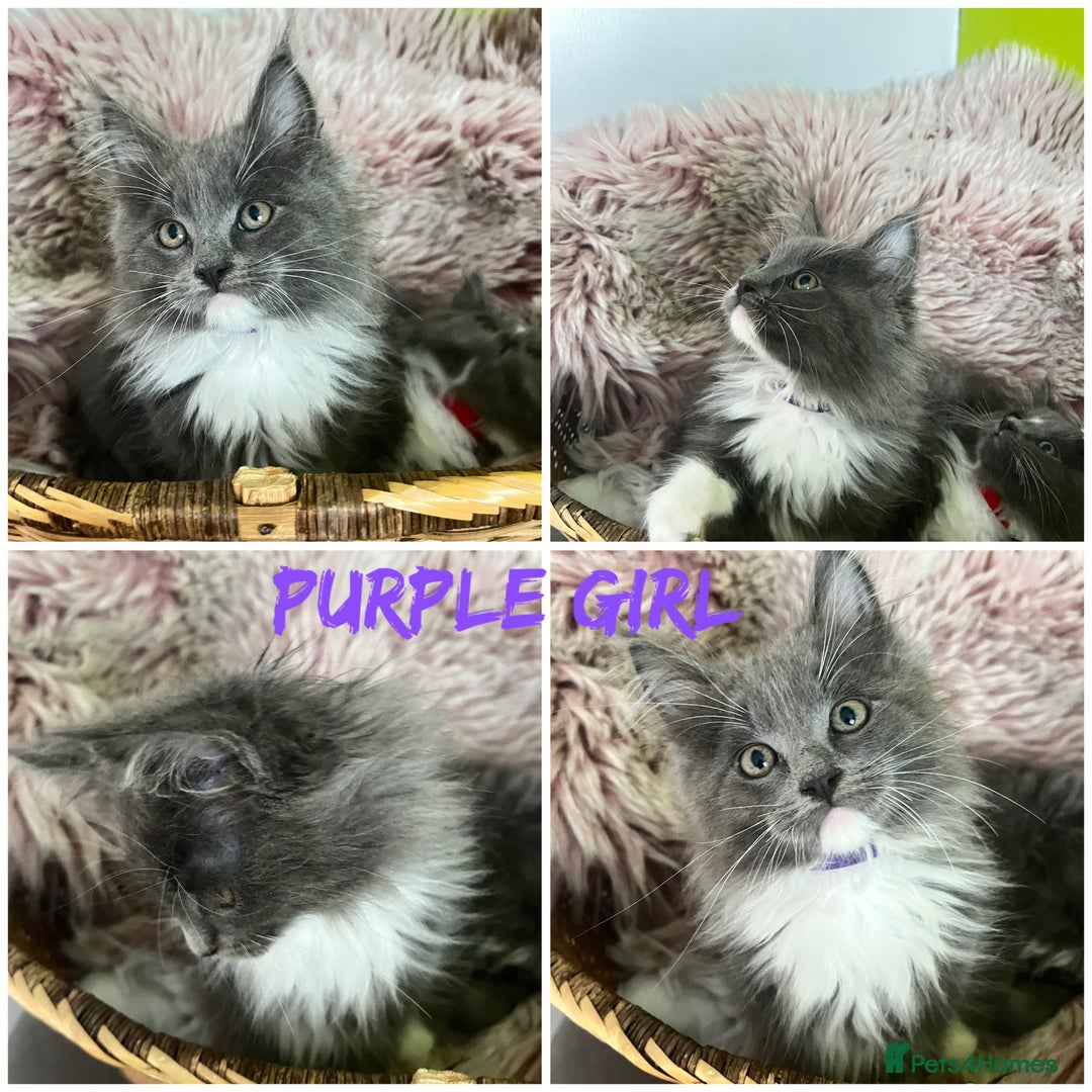 Maine Coon cats for sale: 5 Generation pedigree BLACK SMOKE kittens  - Image 13
