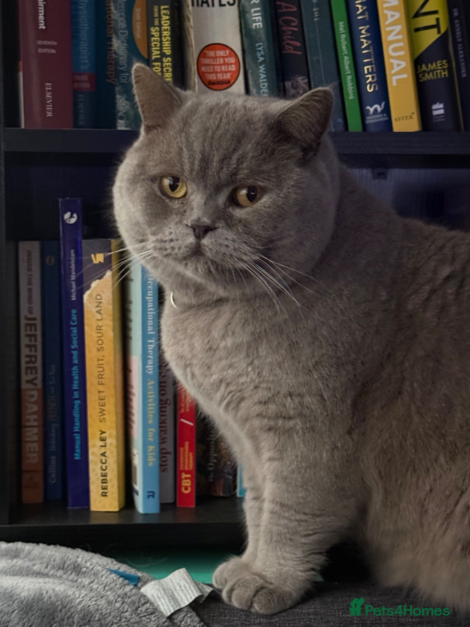 British Shorthair cats Pippin & Fred BSH - Advert 4