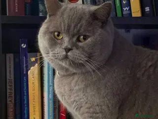 British Shorthair cats Pippin & Fred BSH - Advert 4