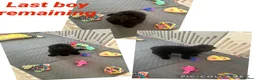 Cavapoo dogs for sale: Merlesque F1b trained puppies - Advert 32