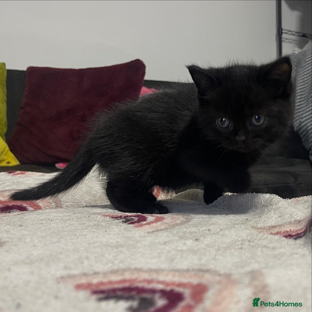 British Shorthair cats for sale: British shorthair kittens responsibly bred - Image 11