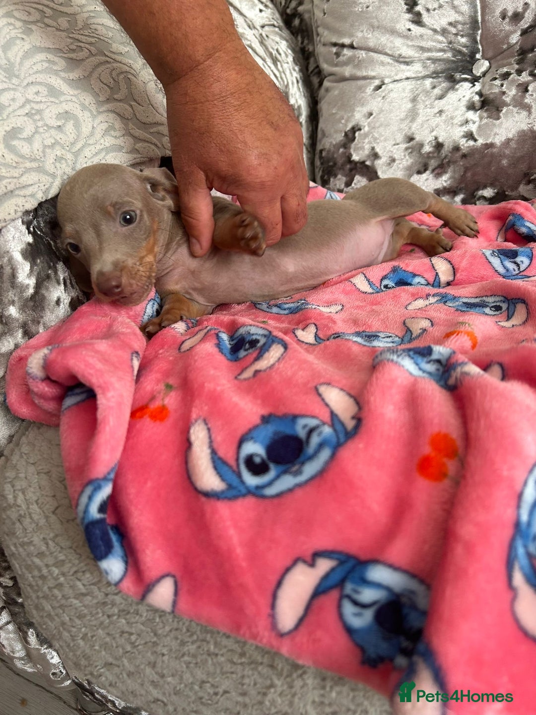 Miniature Dachshund dogs for sale: Miniature dachshund puppies - Image 1