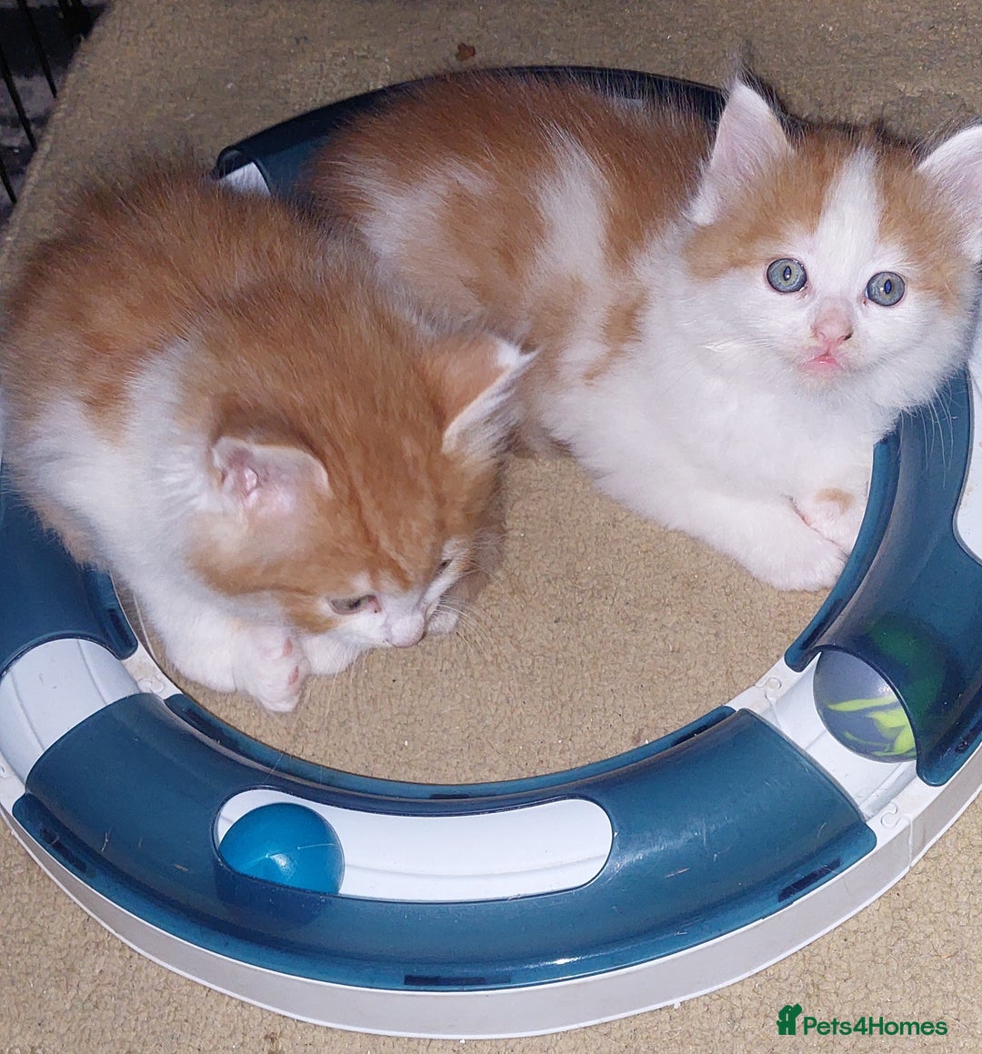 Mixed Breed cats for sale: 2 fluffy ginger boys  - Advert 5