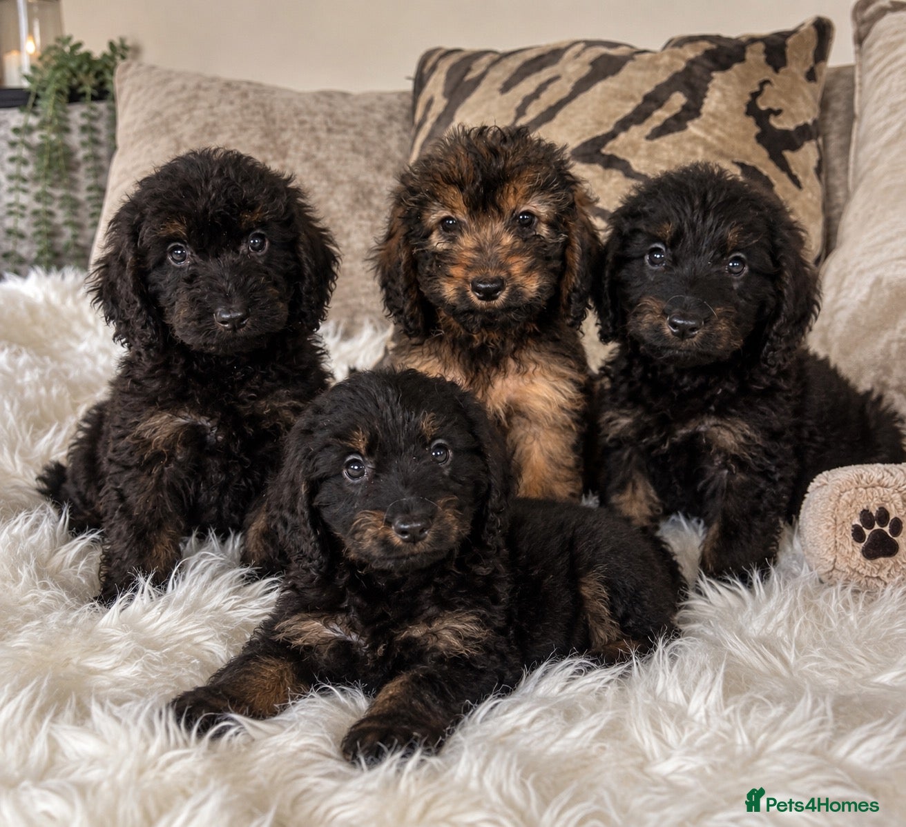 Cockapoo dogs F1 cockapoo puppies  - Advert 1