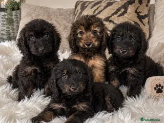 Cockapoo dogs F1 cockapoo puppies - Advert 1