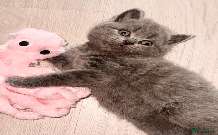 British Shorthair cats - Advert 9
