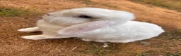 Mini Lop rabbits for sale: Two Blue eye white mini lop rabbits (and hutch) - Advert 5