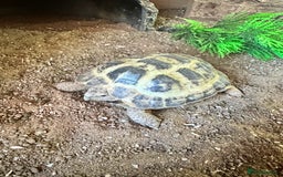 Tortoise reptiles for sale: 2 x Horsefield Tortoises - Image 5