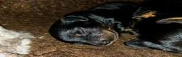 Miniature Dachshund dogs for sale: Stunning Longhaired Mini Dachshund Boys.  - Advert 21