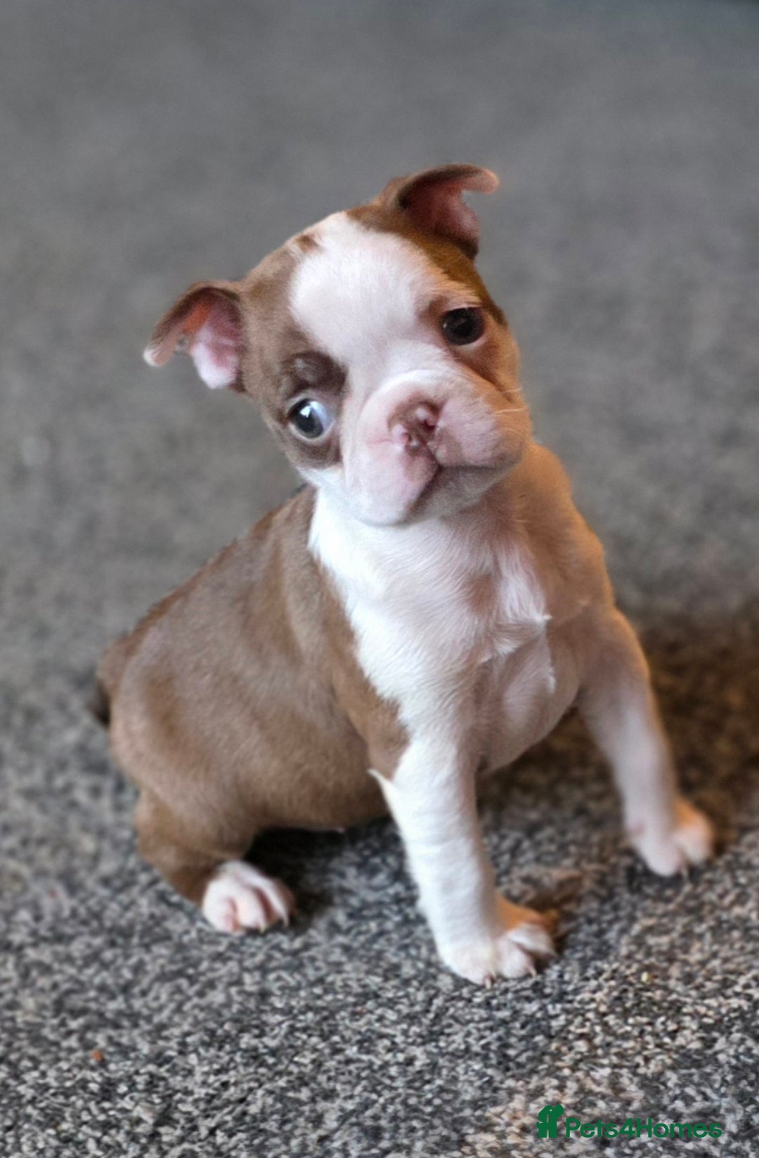 Boston Terrier dogs for sale: Stunning KC Reg Boston Terrier last girl left - Advert 3