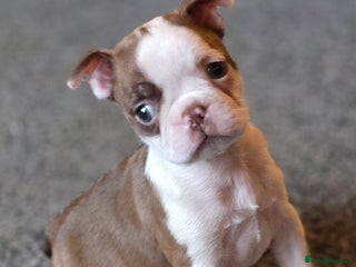 Boston Terrier dogs Stunning KC Reg Boston Terrier last girl left - Advert 5