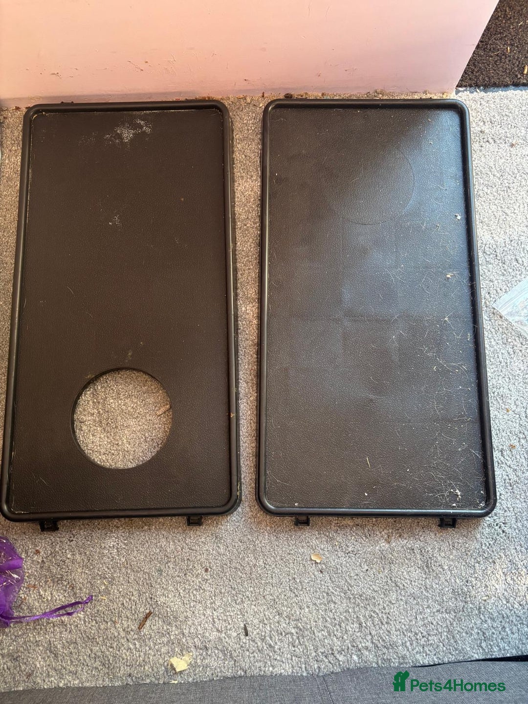 Rat rodents for sale: Dumbo Rats - Advert 14