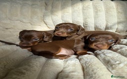 Dachshund dogs for sale: PERFECT MINIATURE DACHSHUNDS BABIES 🐶 - Image 1