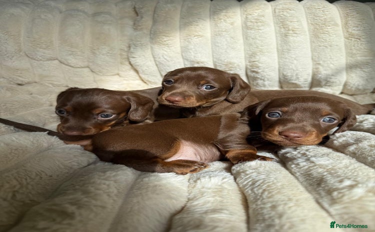 Dachshund dogs - Advert 1