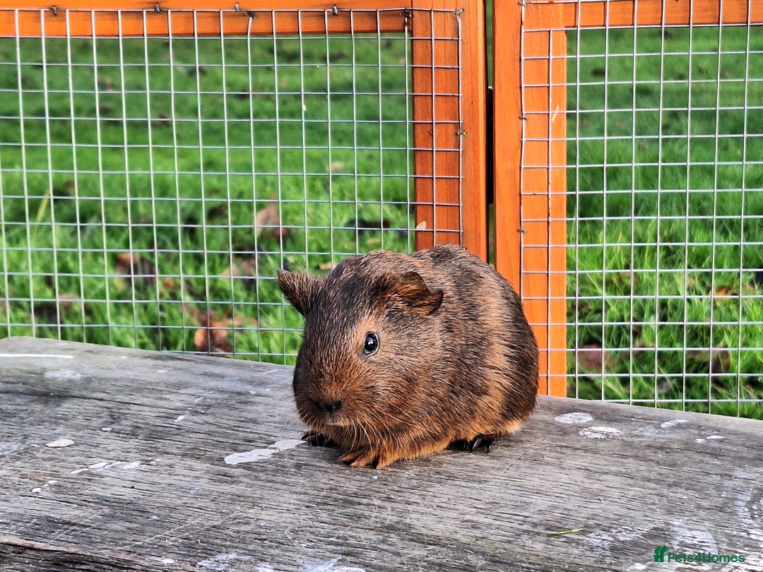 Guinea Pig rodents for sale: Male Guinea Pig - Advert 4