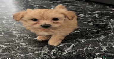 Maltipoo dogs - Advert 16