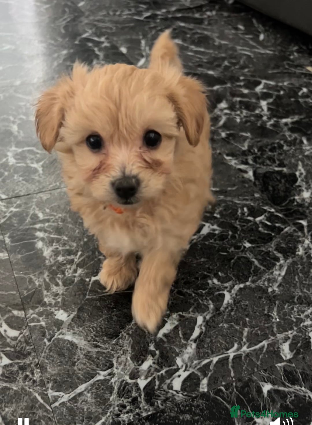 Maltipoo dogs for sale: F1 TINY TOY MALTIPOOS🩷health tested clear parents - Image 2