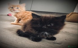 British Longhair cats for sale: 4 gorgeous fluffy kittens - Image 4