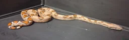 Boa Snake reptiles for sale: Boa constrictors Het IMG-BEA-Anery - Advert 3