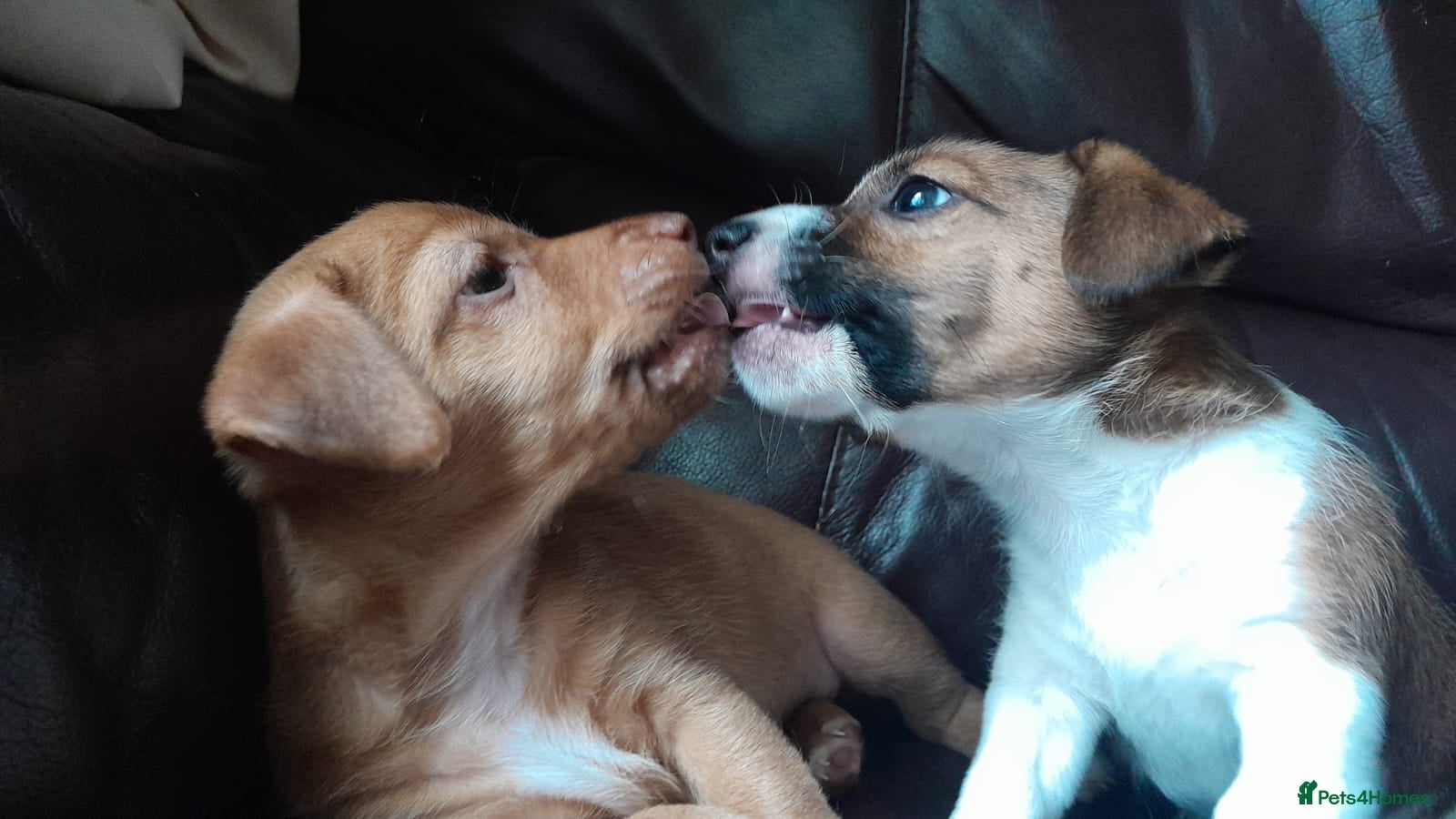 Jack Russell dogs Jack Russell pups looking for their forever homes - Advert 2