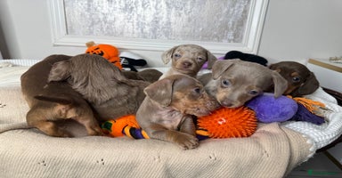 Miniature Dachshund dogs - Advert 13