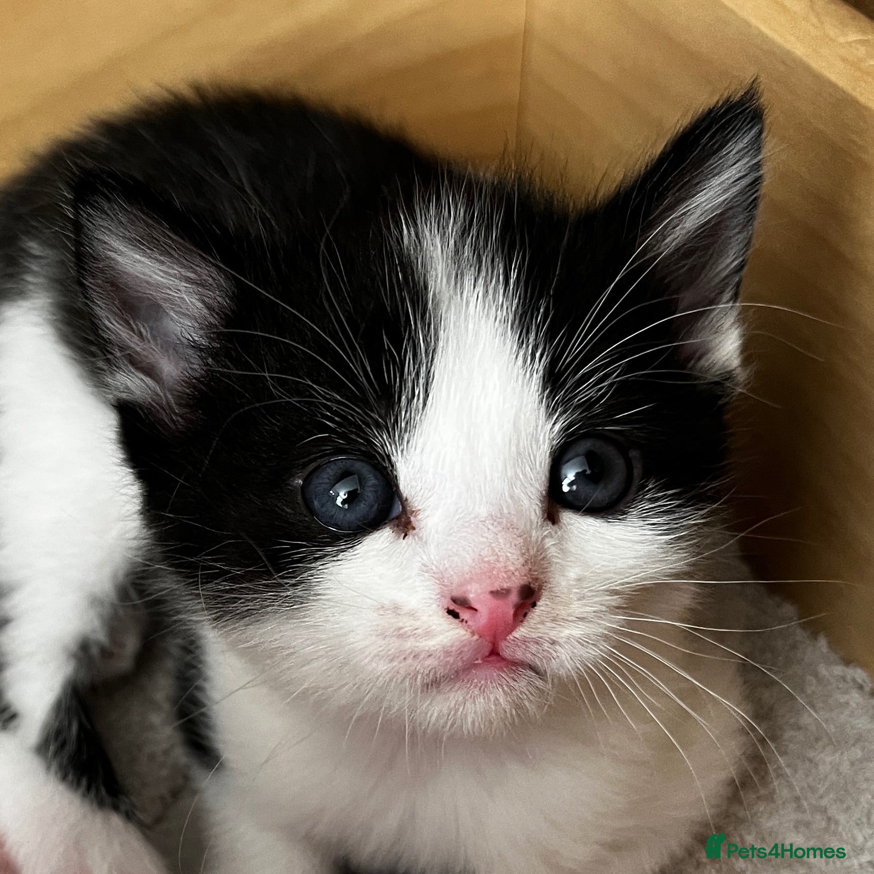 Mixed Breed cats Beautiful, Clever & Affectionate Girl Kitten - Advert 6