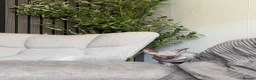 Sphynx cats for sale: Male sphynx kitten - Advert 2