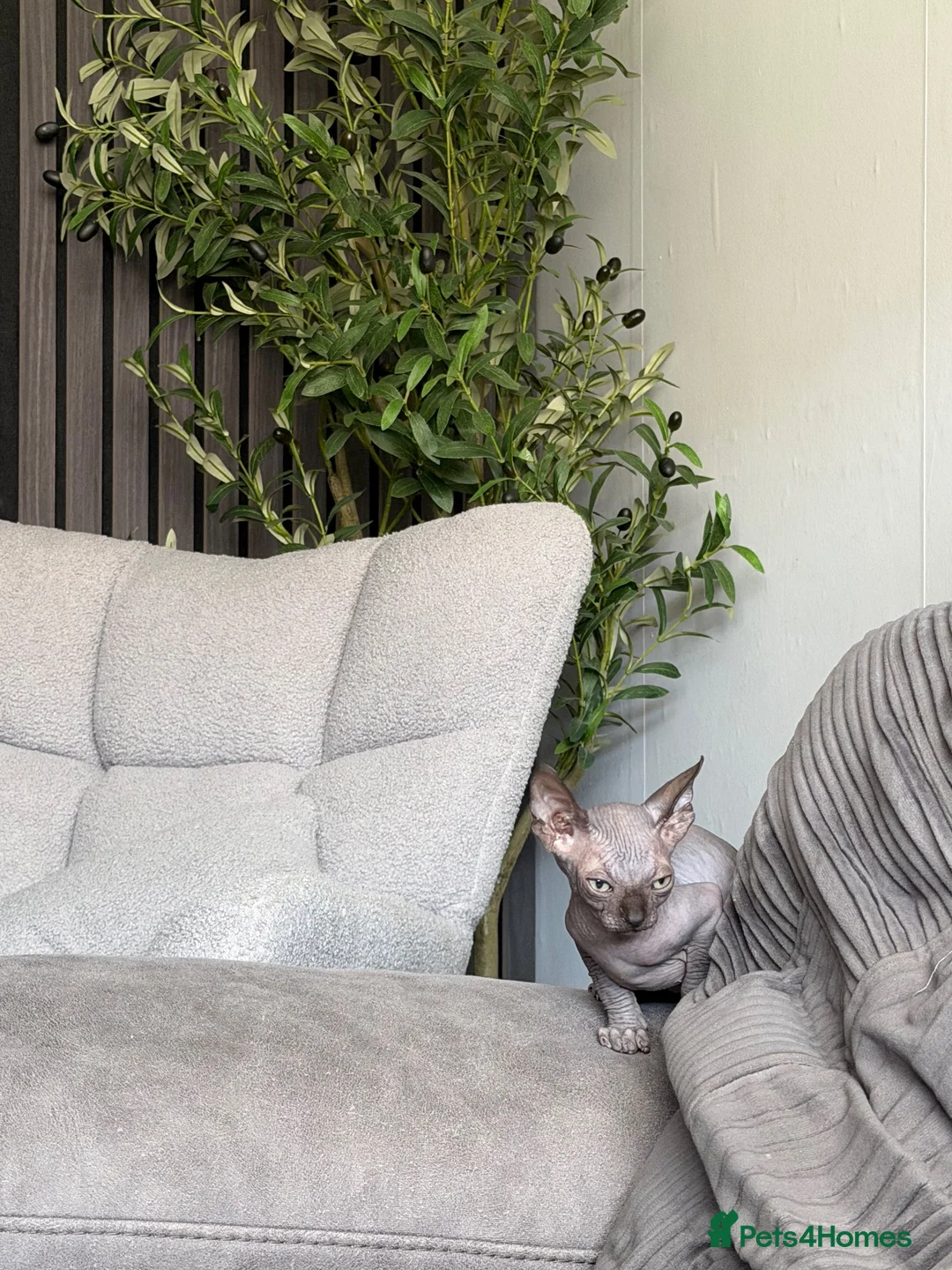 Sphynx cats for sale: Male sphynx kitten - Advert 2