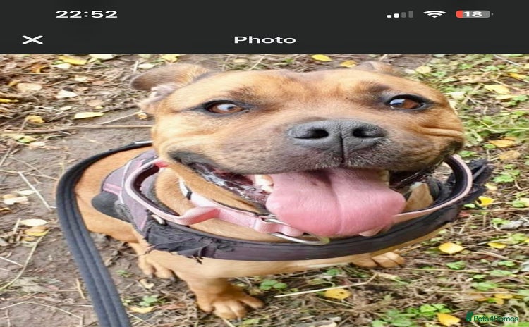 Mixed Breed dogs - Advert 1