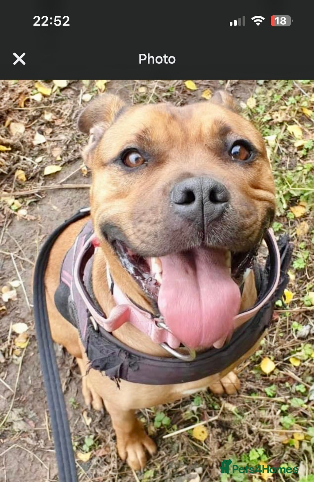 Mixed Breed dogs for sale: Caring & expierencied home wanted ❤️🏡 - Image 1