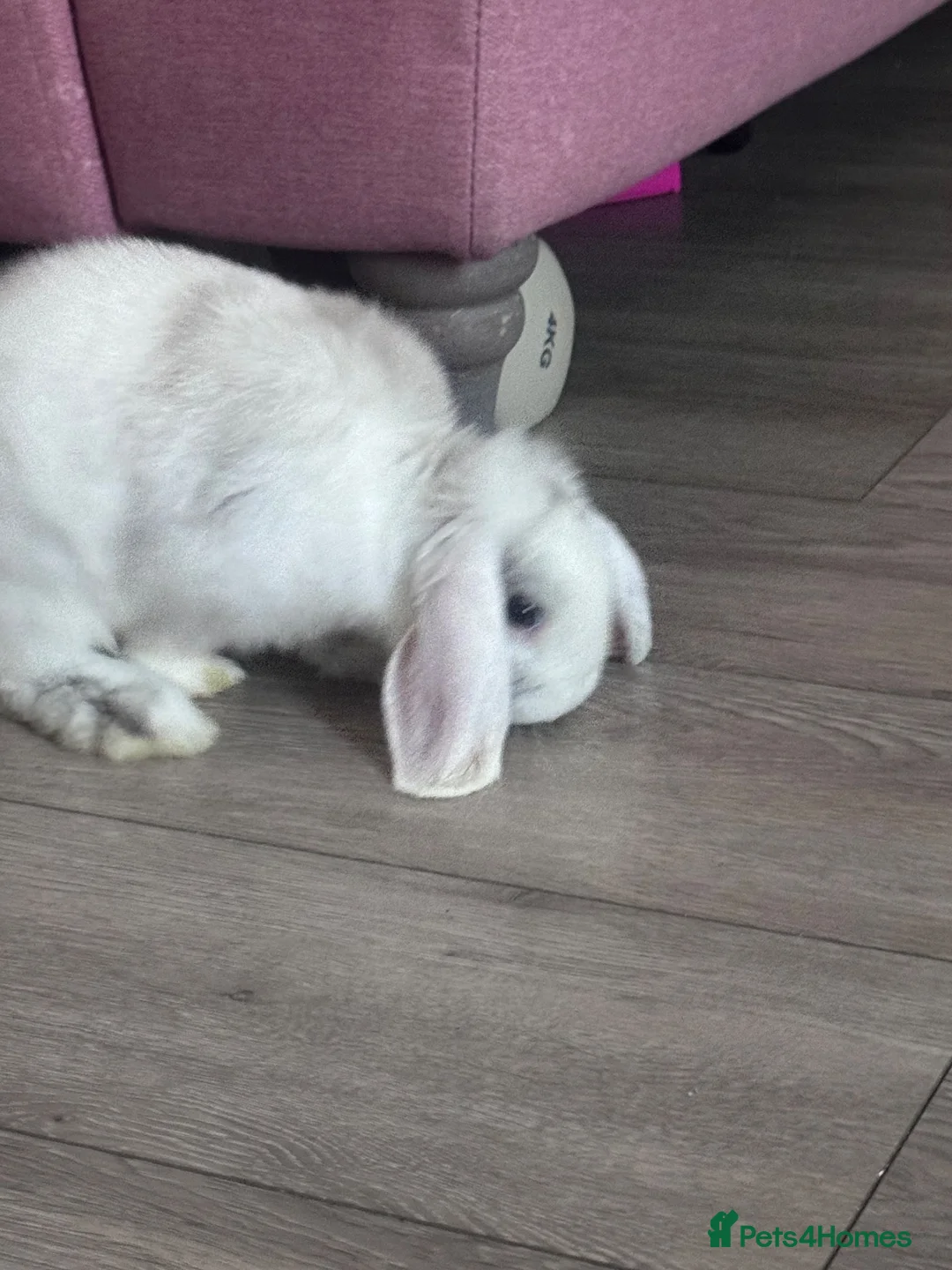Mini Lop rabbits for sale: Pair of Beautiful Blue-Eyed mini lop buns - Advert 4
