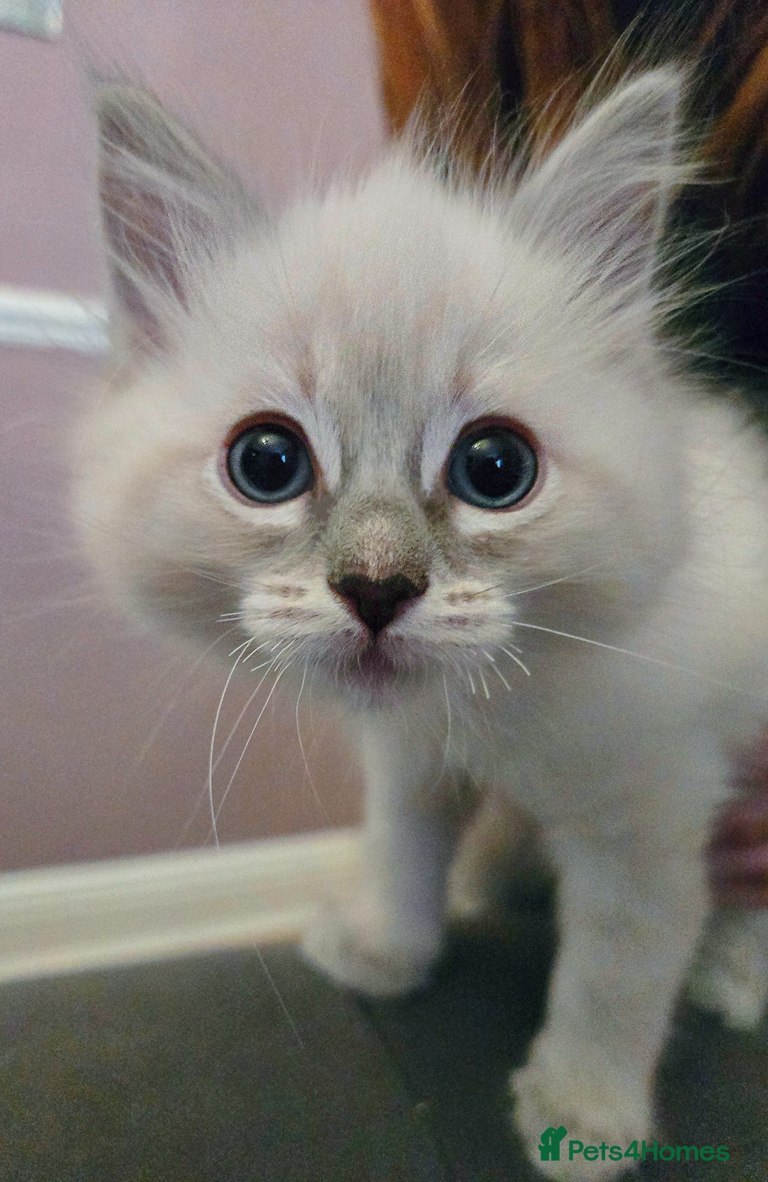 Ragdoll cats for sale: Purebred Ragdoll kittens, blue, seal, Lynx mitted - Image 8